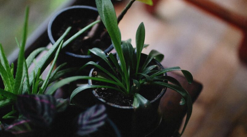 Self-Watering Smart Planters for Indoor Gardening