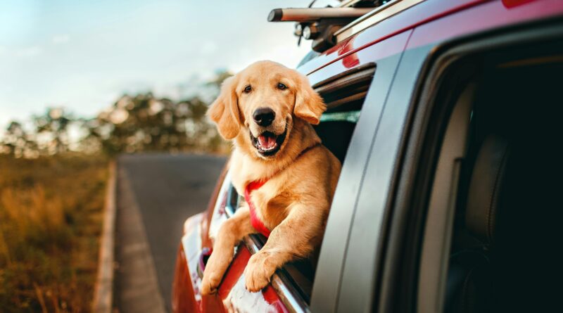 The Best Pet-Friendly Destinations for Travelers with Furry Friends