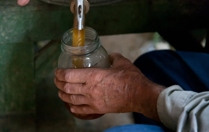 Is Kombucha Good for Gut Health?