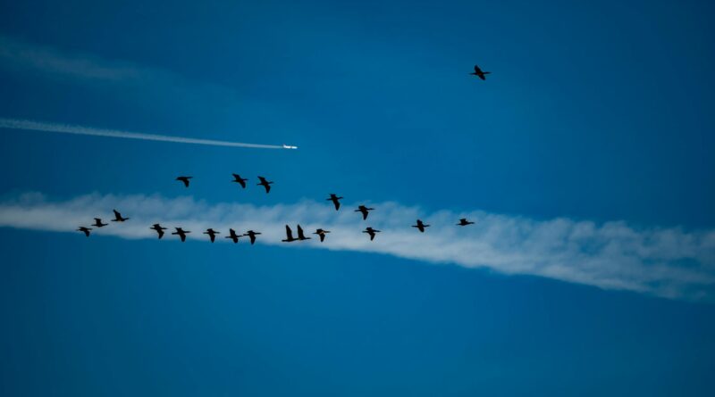 DGCA Orders Halt on Bird Hazard Activities Near Navi Mumbai Airport