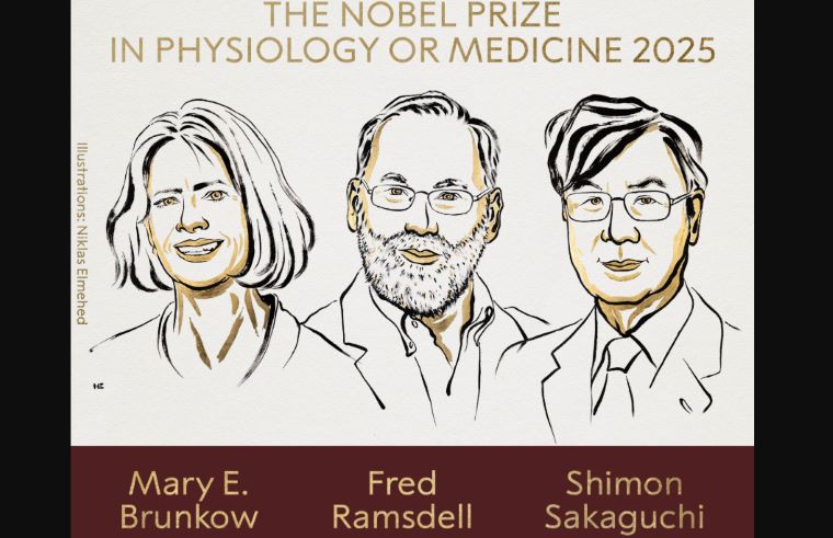 2025 Nobel Prize in Medicine Awarded to Trio for Immune System Breakthrough