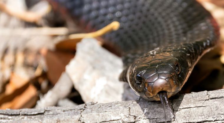 Kisan Mitra Chhadi: India’s Smart Stick That Detects Snakes Up to 100 Meters Away to Protect Farmers