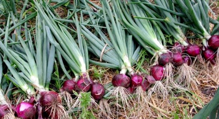 Onion Procurement Price Increased to ₹1,650 Per Quintal: Big Relief for Farmers, What It Means for Consumers and Inflation