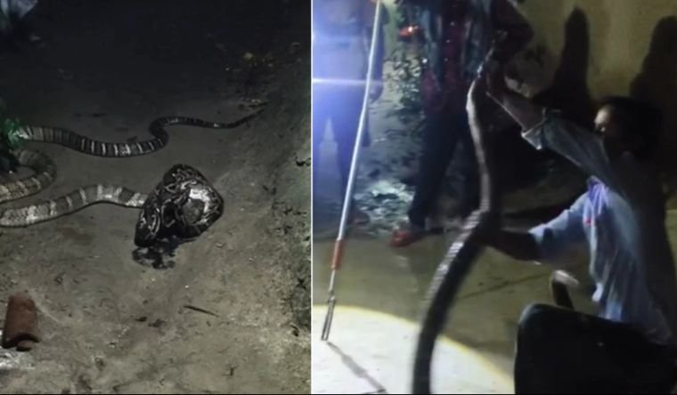 King Cobra vs Python in Bihar: Rare Snake Face-Off at Valmiki Tiger Reserve Goes Viral
